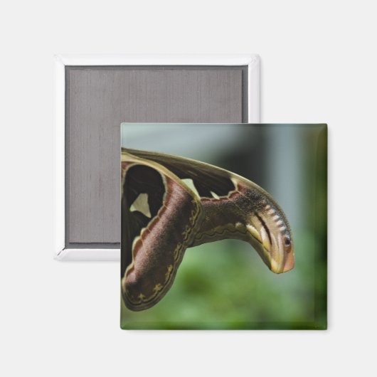 SchmetterlingP6335 Magnet (Vorderseite/Rückseite)