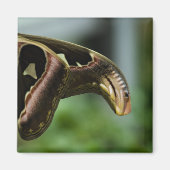 SchmetterlingP6335 Magnet (Vorne)