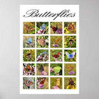 Schmetterlingposter Poster