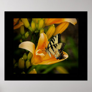 Schmetterlingposter Poster