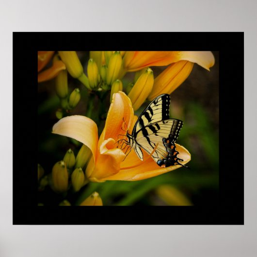 Schmetterlingposter Poster (Vorne)