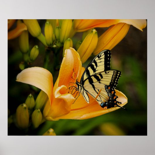 Schmetterlingposter Poster (Vorne)