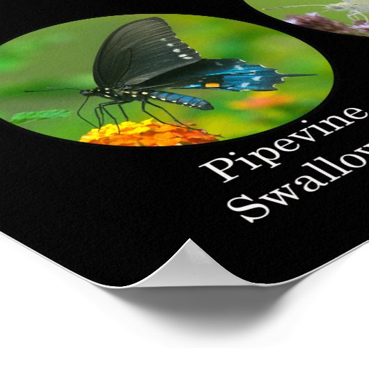 Schmetterlingposter Poster (Ecke)