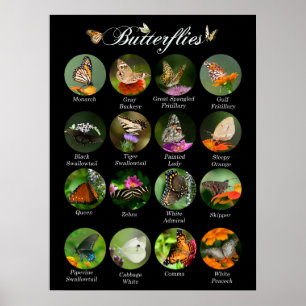 Schmetterlingposter Poster