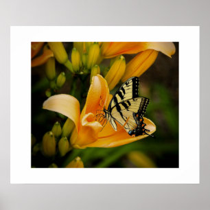 Schmetterlingposter Poster