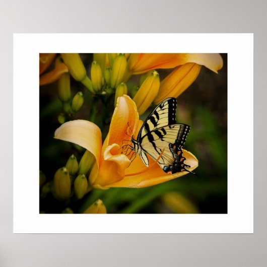 Schmetterlingposter Poster (Vorne)