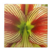 Schmetterlings-Amaryllis Fliese (Vorderseite)