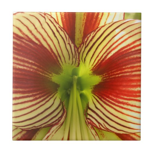 Schmetterlings-Amaryllis Fliese (Vorderseite)