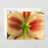 Schmetterlings-Amaryllis Postkarte (Vorne/Hinten)