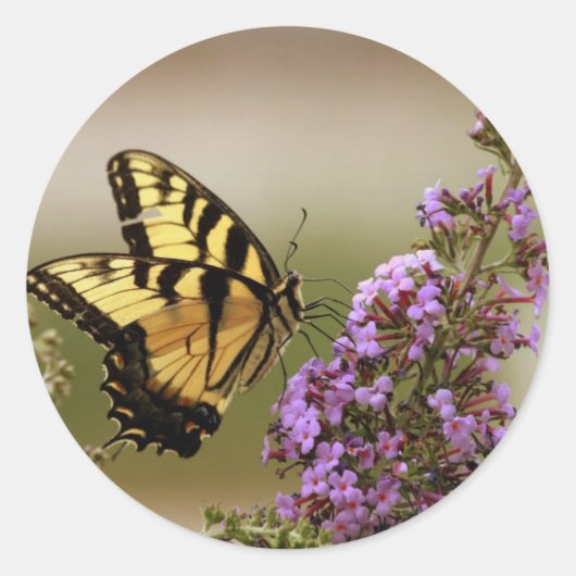 Schmetterlings-Aufkleber Runder Aufkleber (Vorderseite)