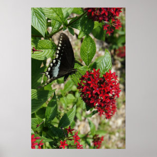 Schmetterlings-Garten Poster