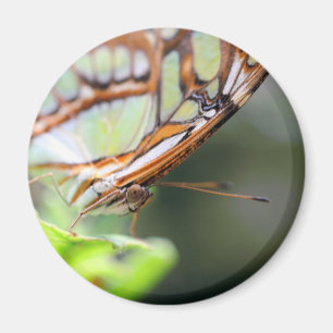 Schmetterlings-Gesicht Naturfotografie Magnet