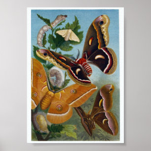 Schmetterlings-Illustrationsposter Poster