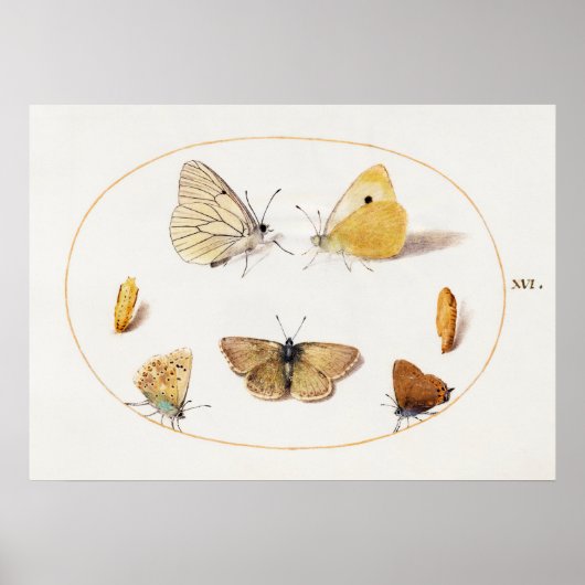 Schmetterlings-Illustrationsposter Poster (Vorne)