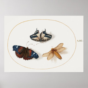 Schmetterlings-Illustrationsposter Poster