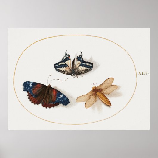 Schmetterlings-Illustrationsposter Poster (Vorne)