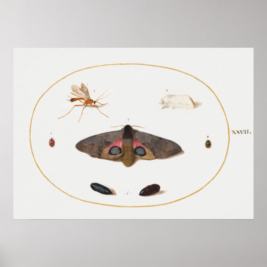 Schmetterlings-Illustrationsposter Poster (Vorne)