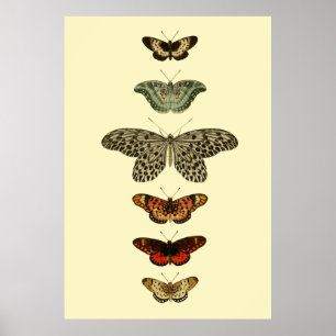 Schmetterlings-Insekten-Sammlung Poster