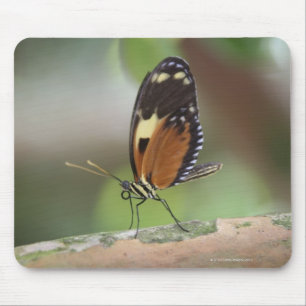 Schmetterlings-Makro Mousepad
