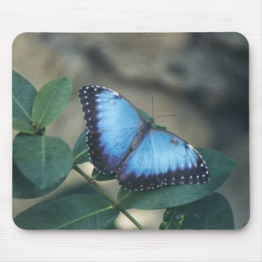 Schmetterlings-Mausunterlage Mousepad (Vorne)