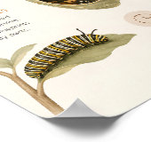 Schmetterlings-Metamorphose-Bildungsplakat Poster (Ecke)
