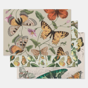 Schmetterlings-Motte-Natur-Kollektion-Zeichnung Geschenkpapier Set