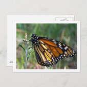 Schmetterlings-Postkarte Postkarte (Vorne/Hinten)