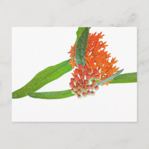 Schmetterlings-Seidenpflanze auf Weiß Postkarte