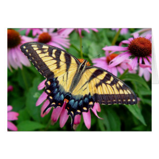 Schmetterlings-Tiger-Frack