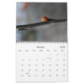 Schmetterlings-u. Marienkäfer-Fotografie-Kalender Kalender (Jan 2026)