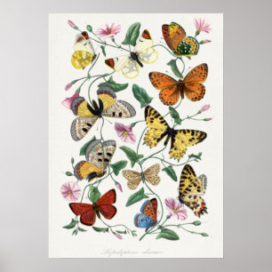 Schmetterlings- und Mottenmalerei von Paul Gervais Poster
