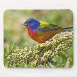 Schmetterlingsammer Mousepad