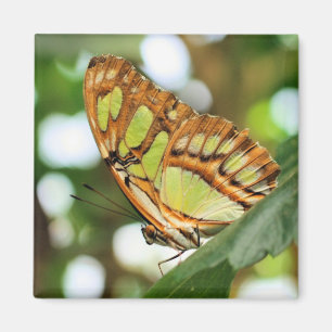 Schmetterlingsbeobachtung Naturfotografie Magnet