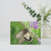 Schmetterlingsbestäubung Postkarte (Stehend Vorderseite)