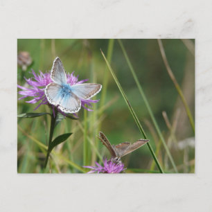 Schmetterlingsblumen Blüten Hochzeit Brause Friede Postkarte