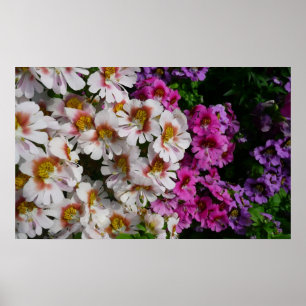 Schmetterlingsblumen Weiß Rosa und Lila Poster