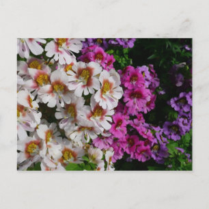 Schmetterlingsblumen Weiß Rosa und Lila Postkarte