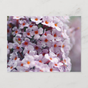 Schmetterlingsbusch Postkarte