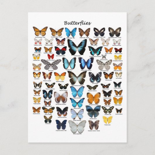 Schmetterlingsdiagramm Postkarte (Vorderseite)