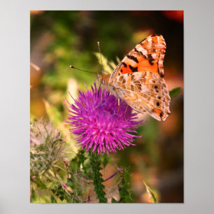 Schmetterlingsdorn Fotodruck Poster