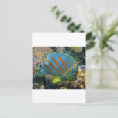 Schmetterlingsfisch Postkarte (Stehend Vorderseite)