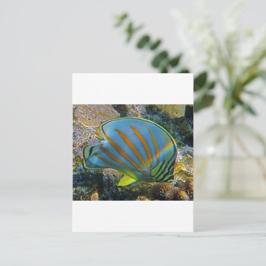 Schmetterlingsfisch Postkarte (Stehend Vorderseite)