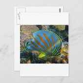 Schmetterlingsfisch Postkarte (Vorne/Hinten)