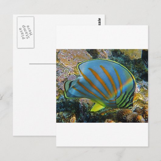 Schmetterlingsfisch Postkarte (Vorne/Hinten)