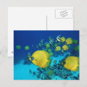 Schmetterlingsfisch-Schule Schwimmen auf dem Meere Postkarte (Vorne/Hinten)