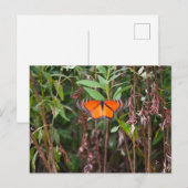 Schmetterlingsflattern in Schildkröten Postkarte (Vorne/Hinten)