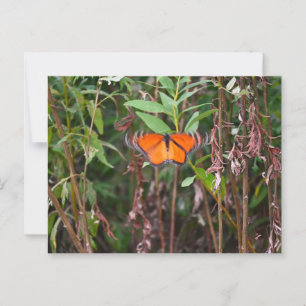 Schmetterlingsflattern in Schildkröten Postkarte