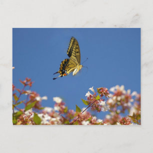 Schmetterlingsflattern Postkarte