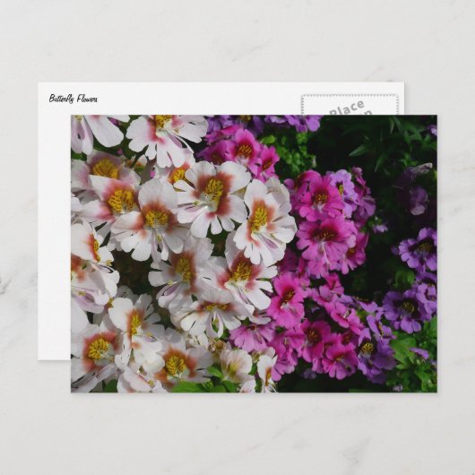 Schmetterlingsfliege Blume Weißrosa und Lila Postkarte (Vorne/Hinten)