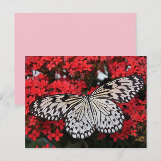Schmetterlingsflügel Postkarte (Vorne/Hinten)